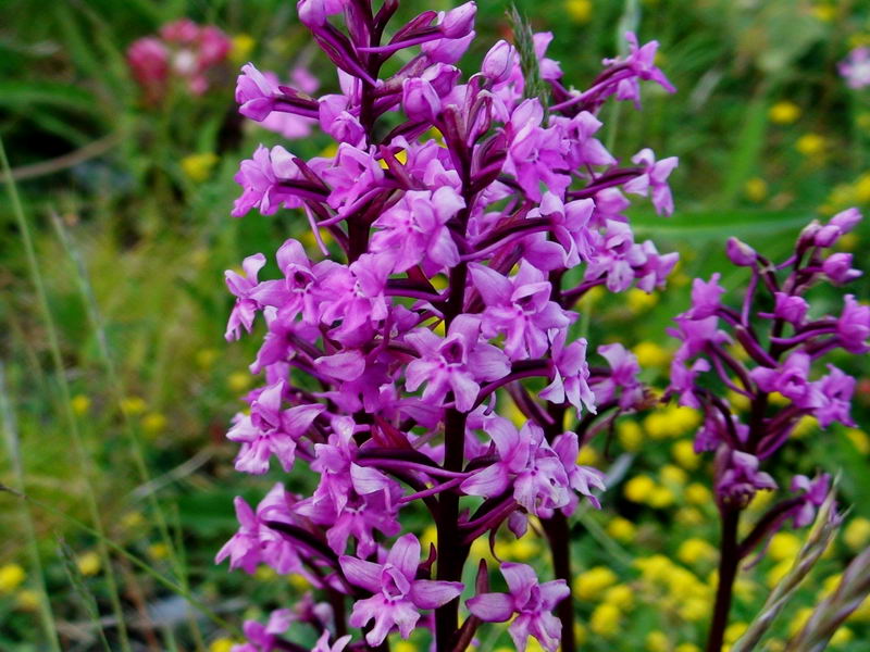 Orchis quadripunctata